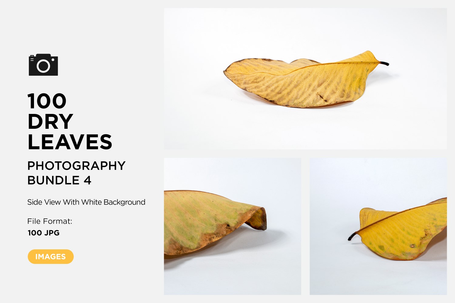 100 Side View Dead Dry leaf isolated on White background autumn leaves Set 04