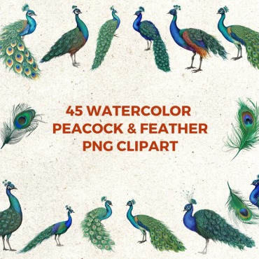 Peacock Bird Backgrounds 366781