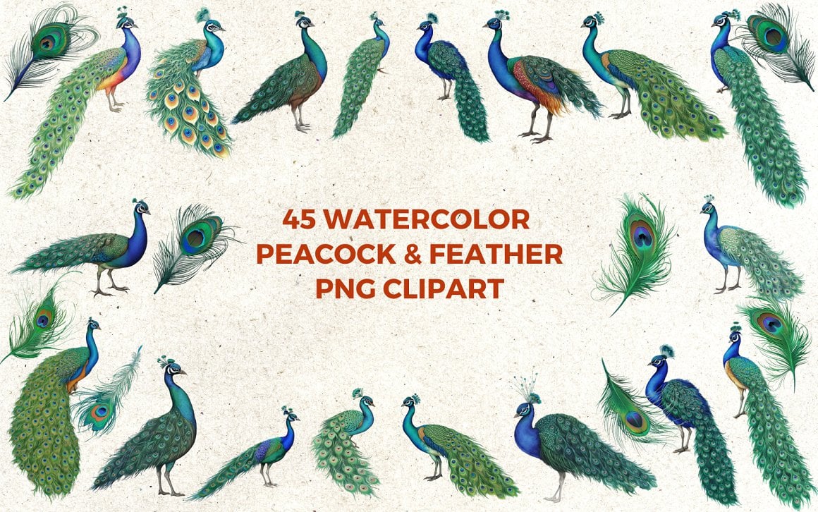 Watercolor Peacock & Feather Clipart