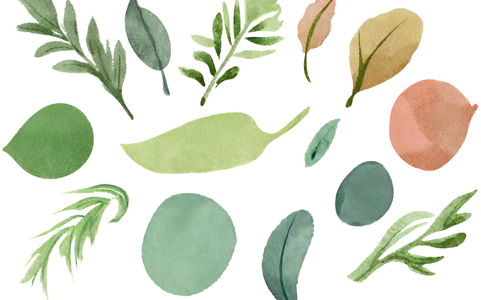 Watercolor leaves and twigs on a white background