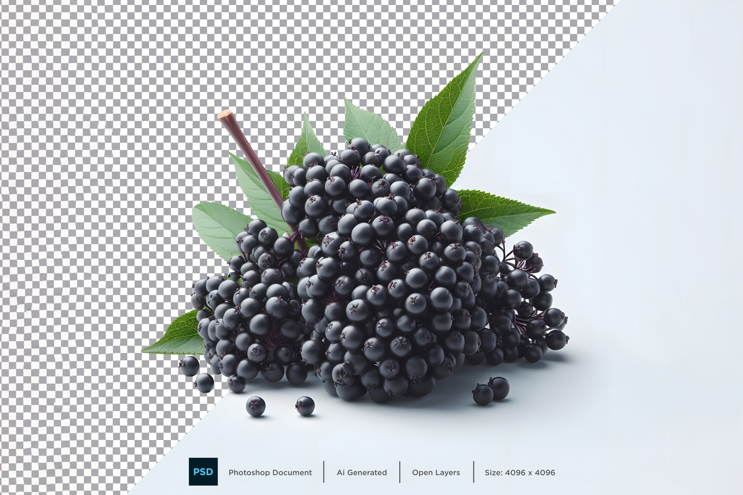 Elderberry Fresh fruit isolated on white background 1.