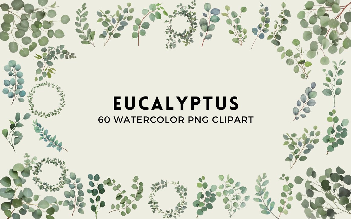 60 Watercolor Eucalyptus PNG Clipart