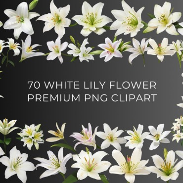White Lily Backgrounds 377842
