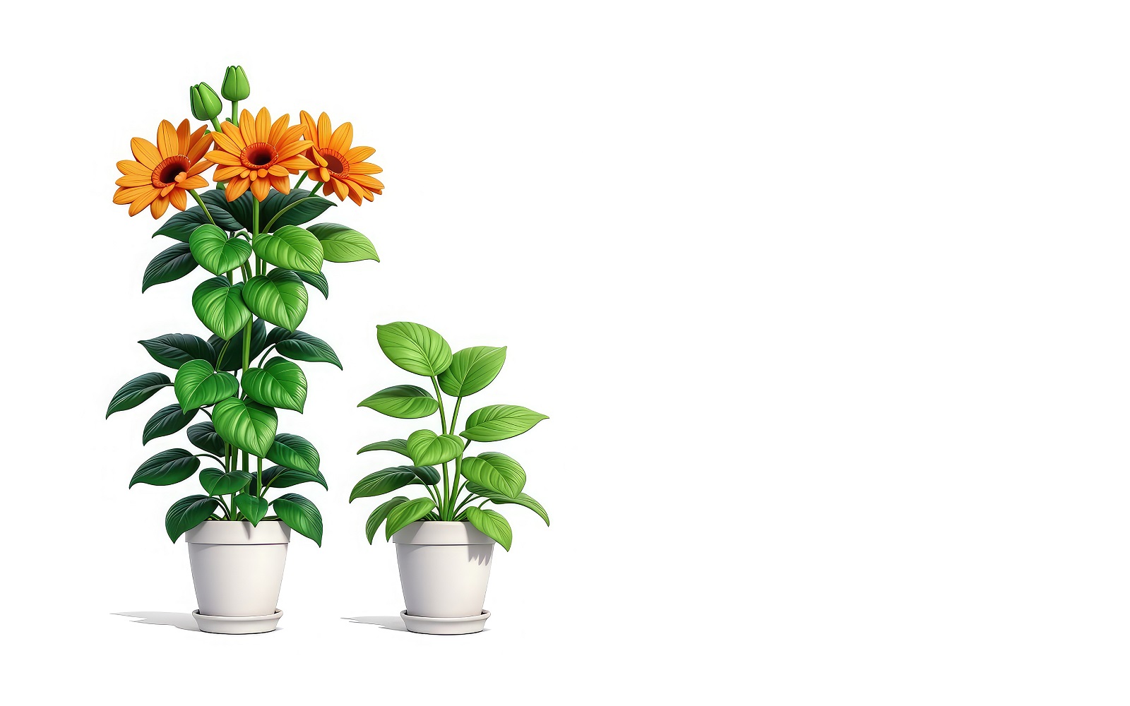 Premium Sunflower in a pot on White background