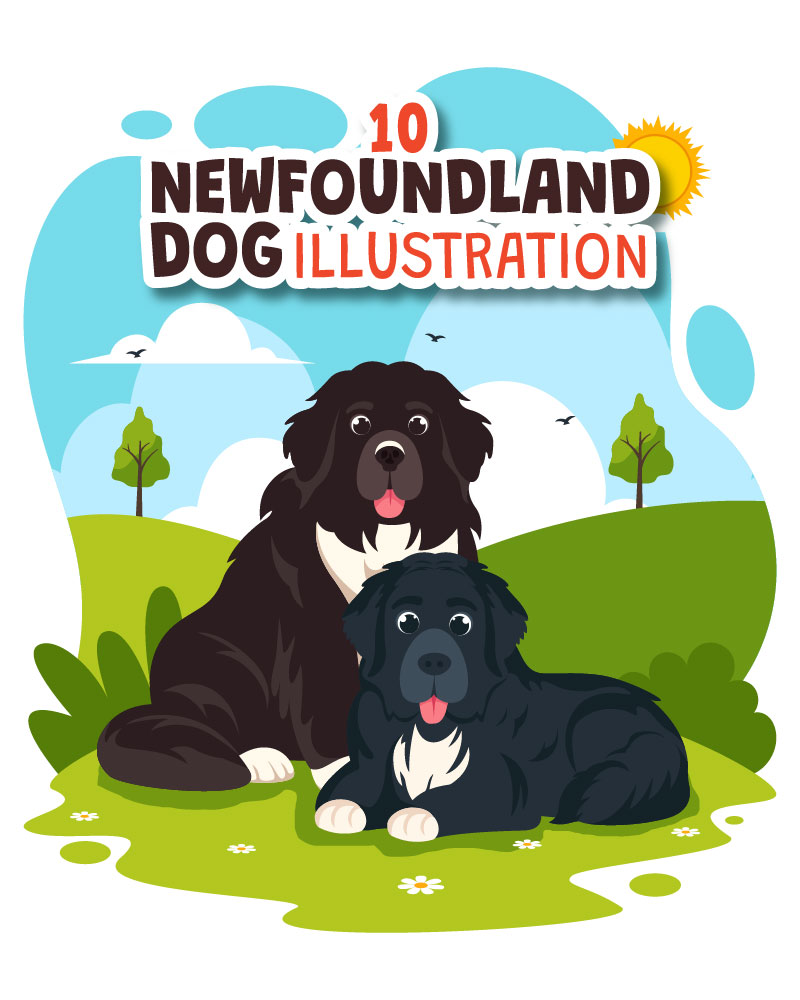 10 Newfoundland Dog Illustration