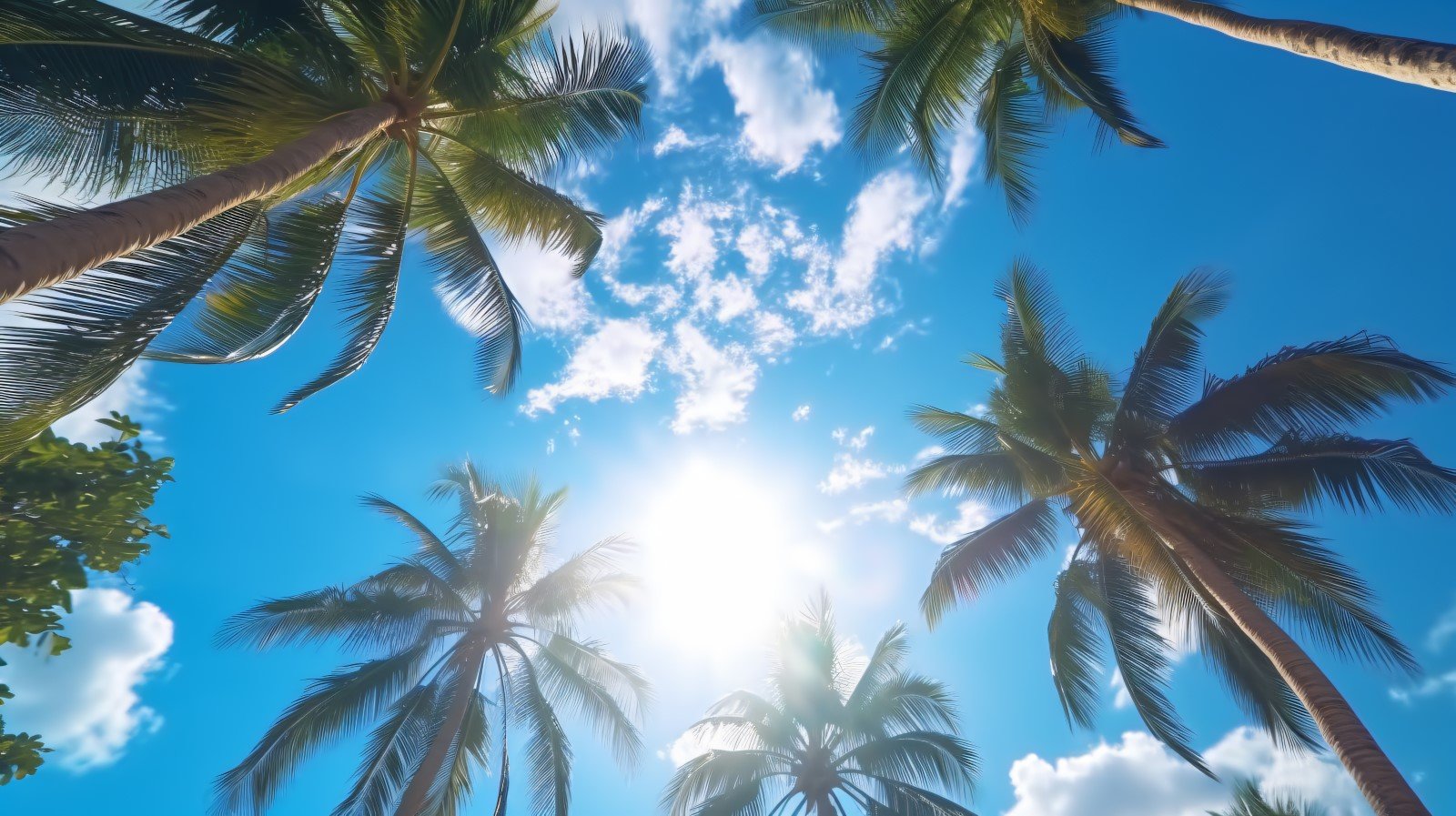 Blue sky and palm trees tropical beach and summer background 092