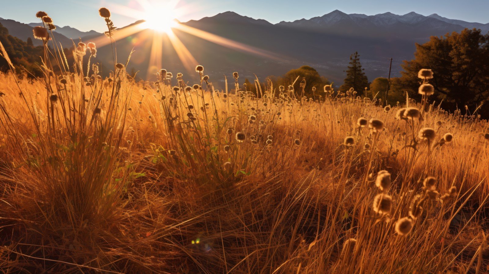 Sunny day of summer outdoor sunset behind brown dry plant 458