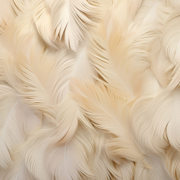 Color Feathers Backgrounds 415162