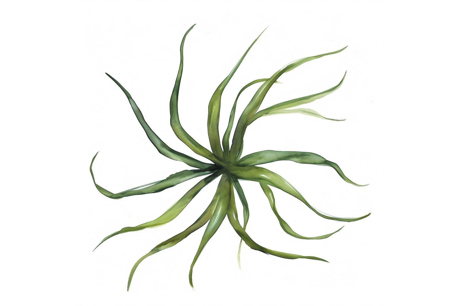 Air Plant Leaves Watercolour Style Painting 2