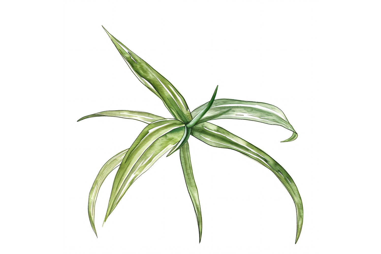 Air Plant Leaves Watercolour Style Painting 3