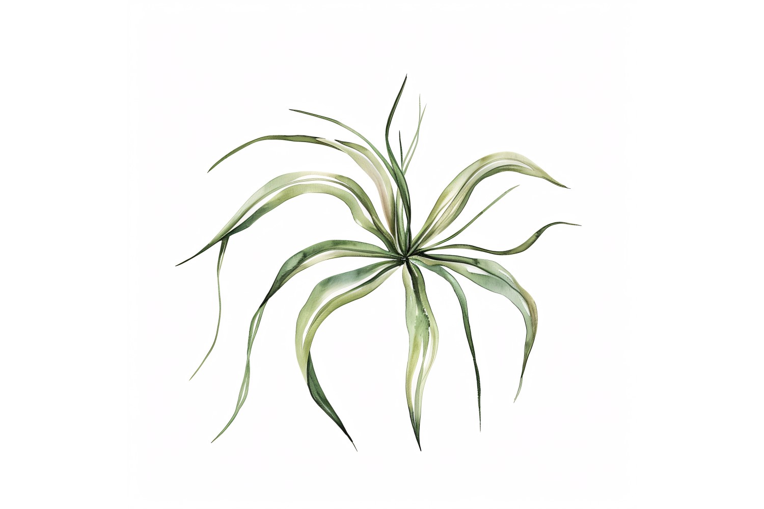 Air Plant Leaves Watercolour Style Painting 1