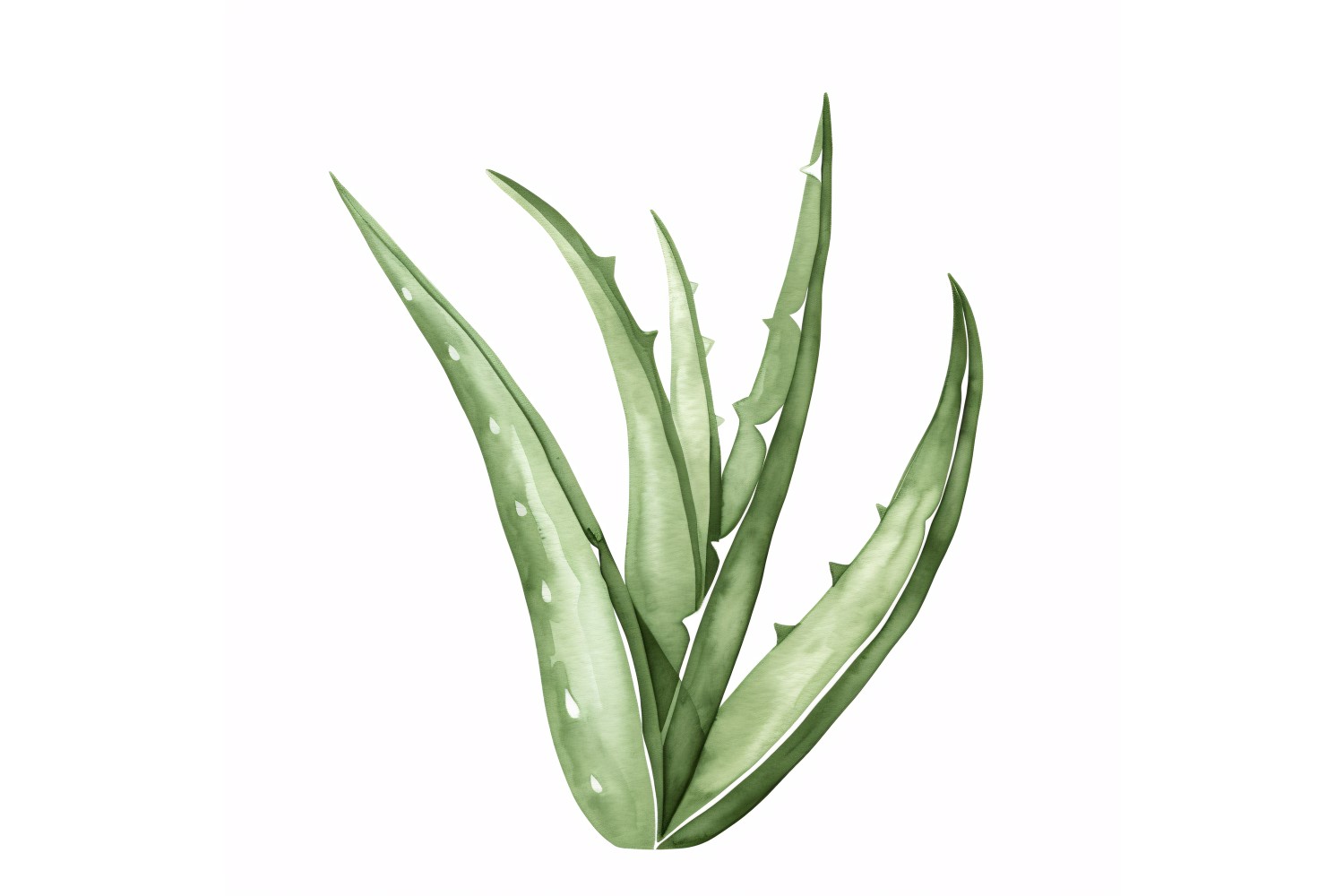 Aloe Vera Leaves Watercolour Style Painting 3