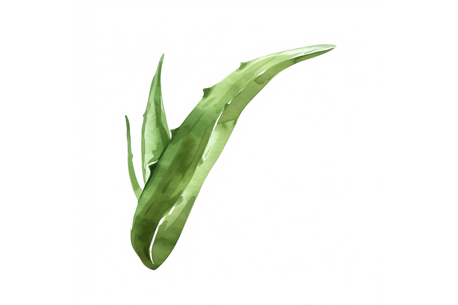 Aloe Vera Leaves Watercolour Style Painting 4