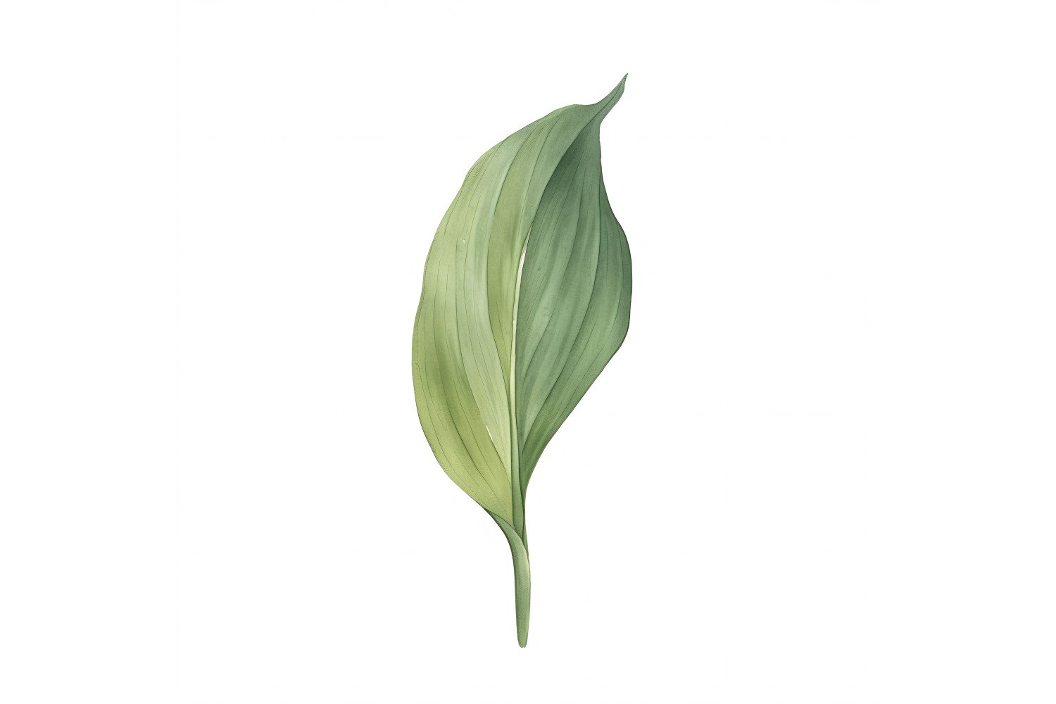 Aspidistra Leaves Watercolour Style Painting 3