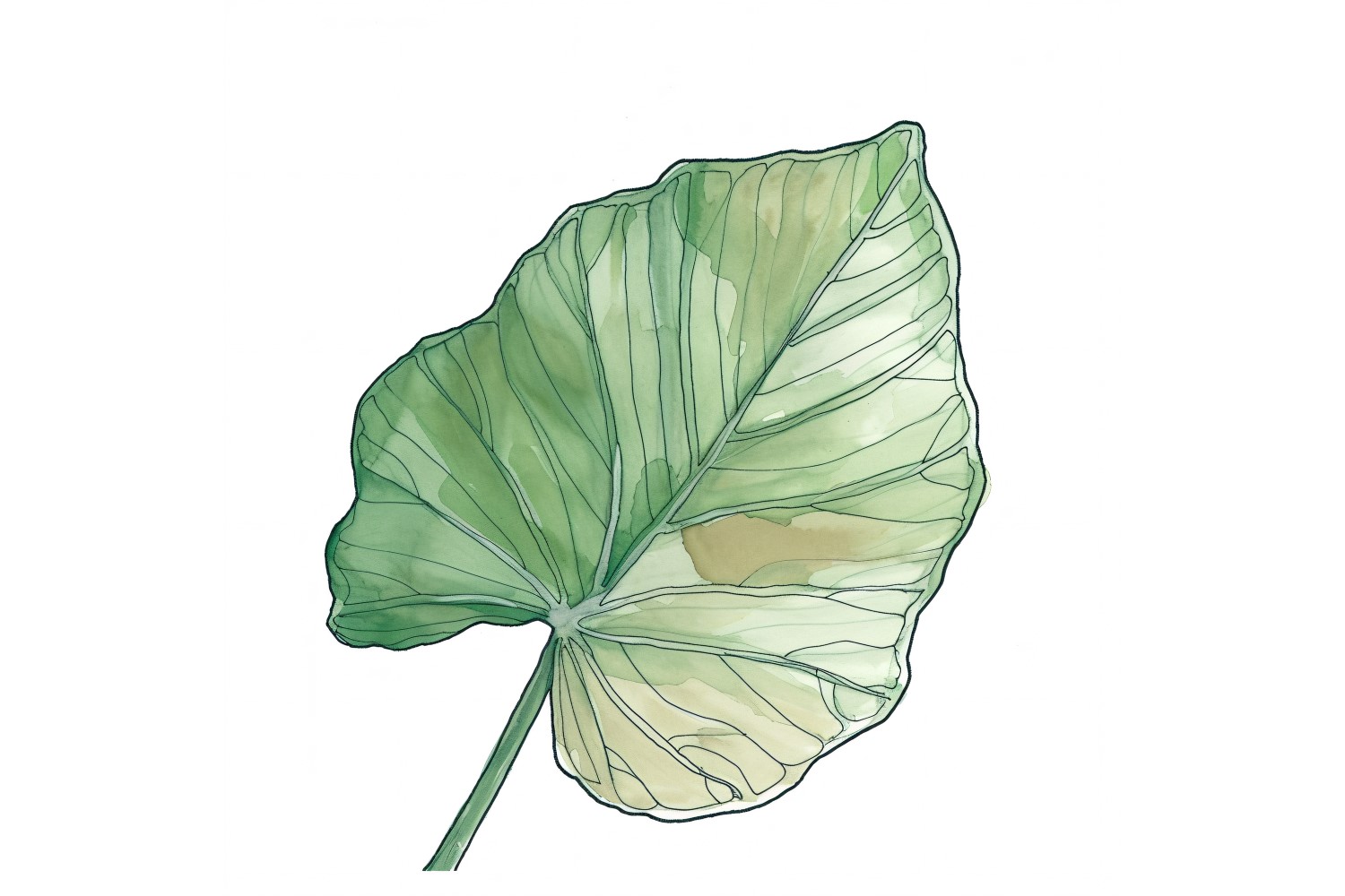 Caladium Leaves Watercolour Style Painting 3