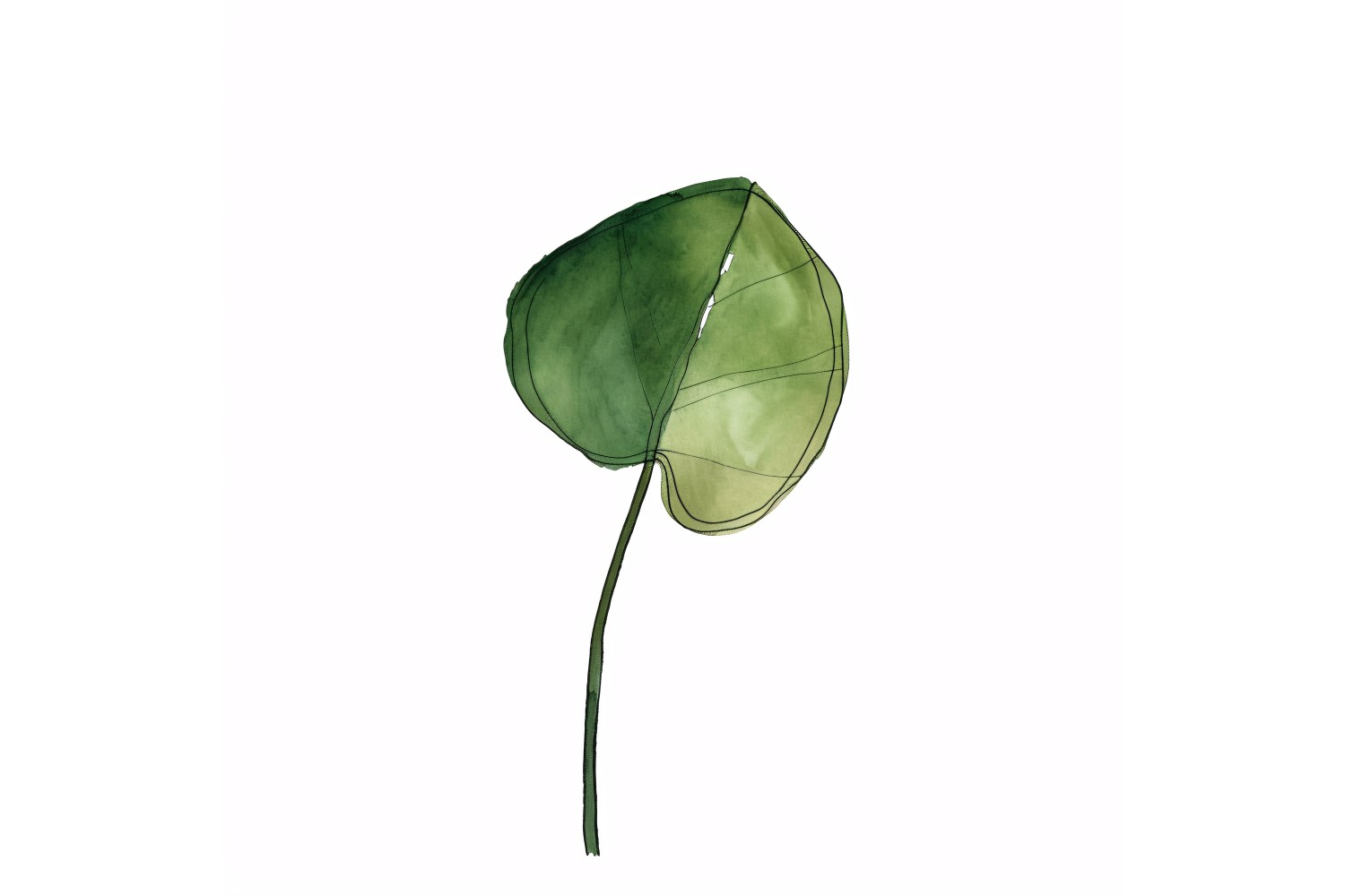 Chinese Money Plant Leaves Watercolour Style Painting 1