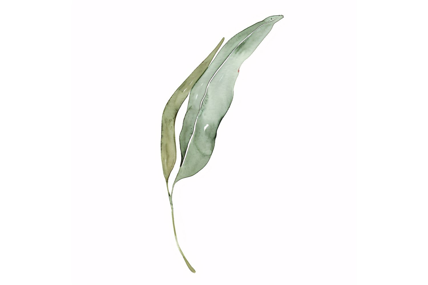 Eucalyptus Leaves Watercolour Style Painting 1