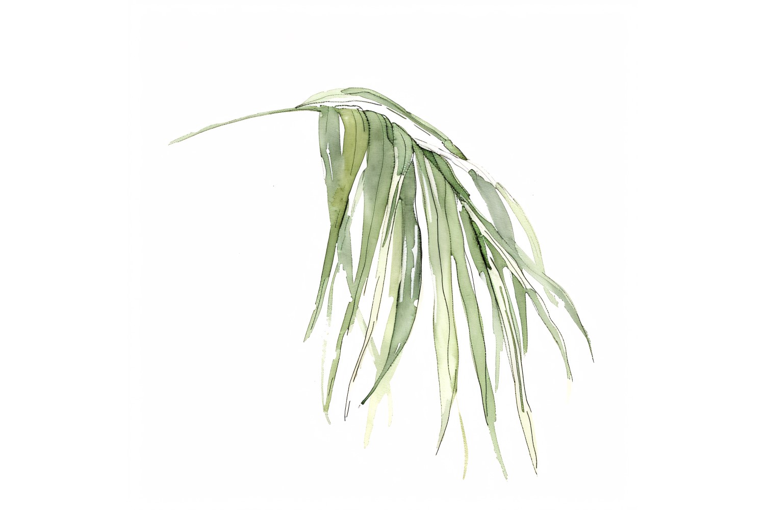 ponytail palm leaf  Watercolour Style Painting 3