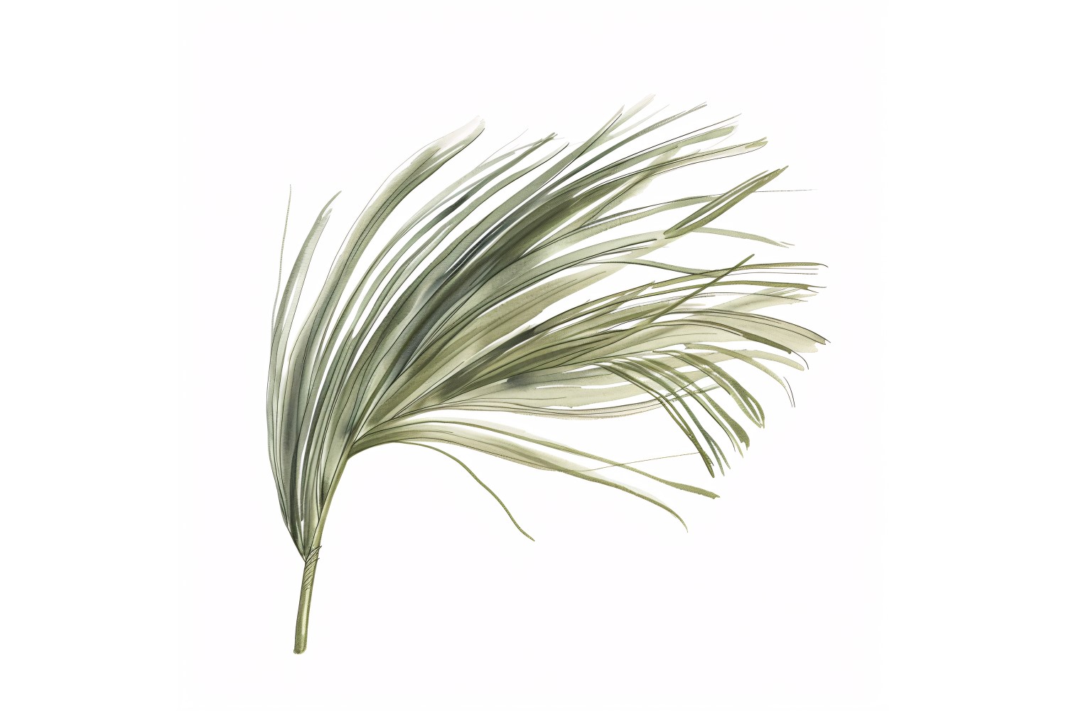 ponytail palm leaf  Watercolour Style Painting 4