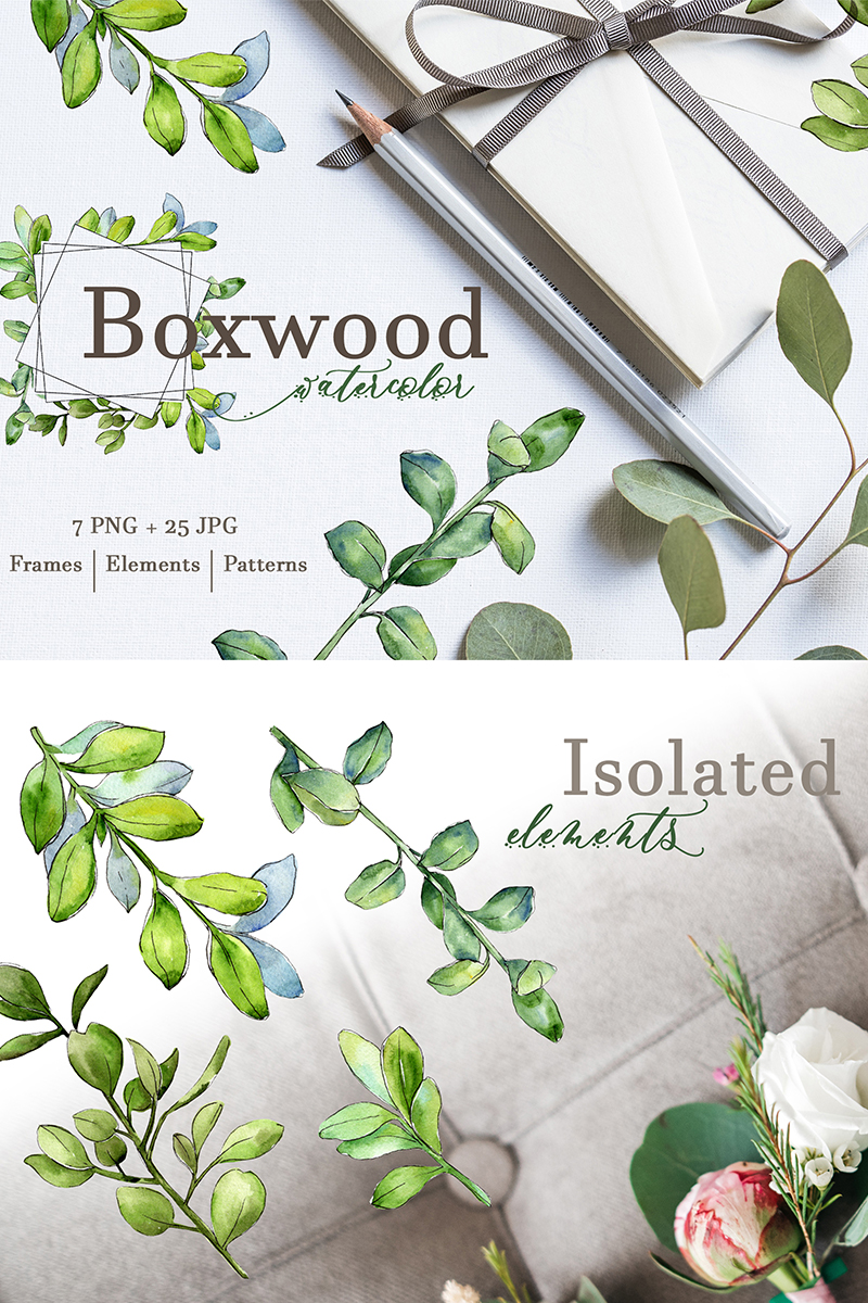Boxwood Watercolor png - Illustration
